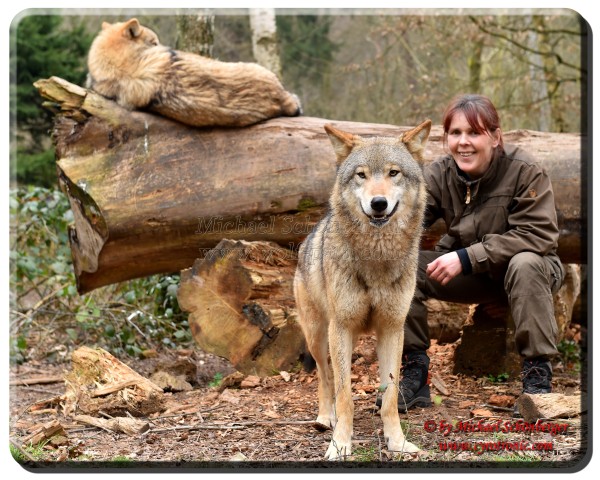 Foto Michael Schönberger - Wölfe - Wolfspark Werner Freund